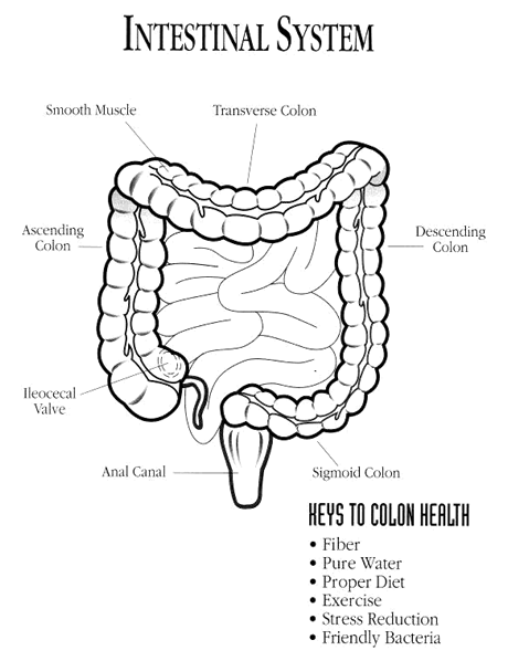 colon picture