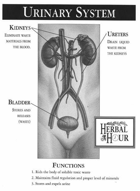 kidney chart